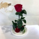 Жива троянда в колбі Lerosh Classic Бордова 27 см -4